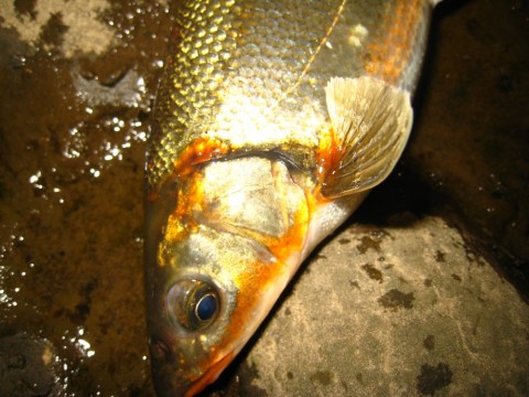 ygwhyyfij3hhbepgkzz9_480_480-05b74790.jpg