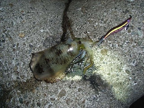 ygwmhjxd499sxzvemnuj_480_480-866df21f.jpg