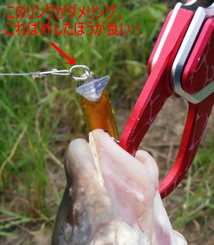yhh6ohddid4kujg9kcb7_480_480-e2d07db2.jpg