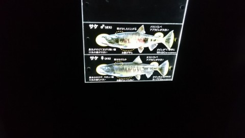 yhz2ebz2hi6ve7fzjjra_480_480-3d68ad76.jpg