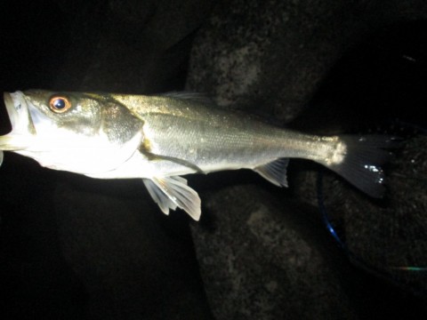 yigfbetdb9vpoyrkyb5s_480_480-3a8b6008.jpg