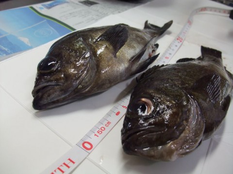 目が綺麗