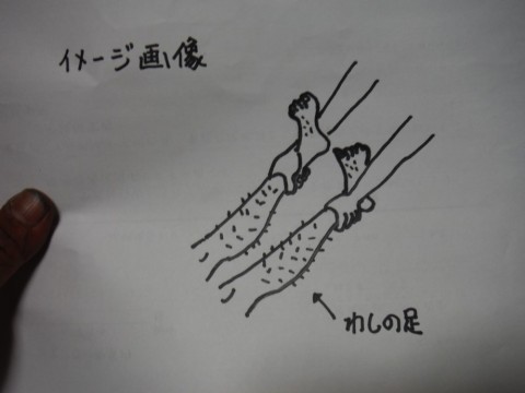 yj8akkks79hgzz6we5be_480_480-08f91760.jpg