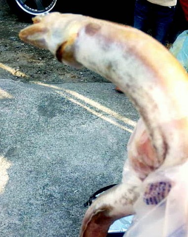 yjjYnENwsicSeojtBjH5_480_480-e4269307.jpg