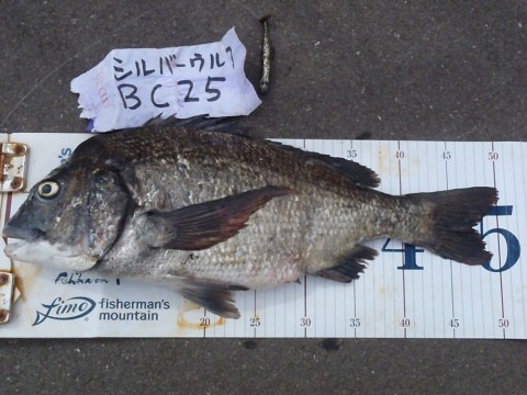 yjnkfaukxmmrfdai7db6_480_480-86eb546f.jpg