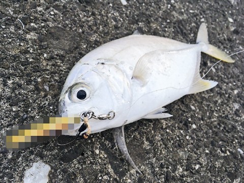 yk2ozw2jxrckcratcg5y_480_480-90820c98.jpg