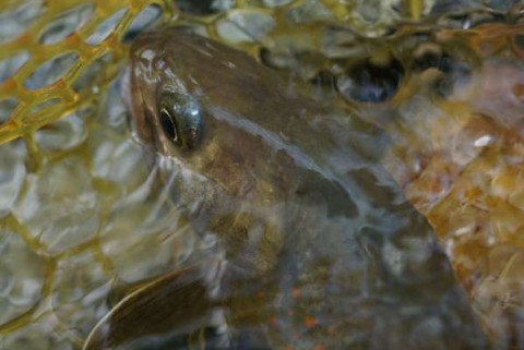 ykmmi8pwcnci5iwtnmw6_480_480-5dd5f50d.jpg