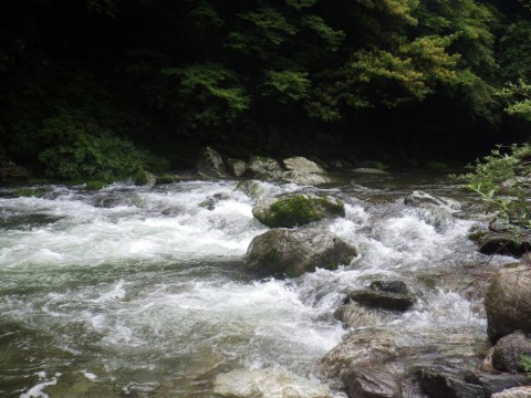 yma5f28y7a7c66bh6bui_480_480-d247104d.jpg