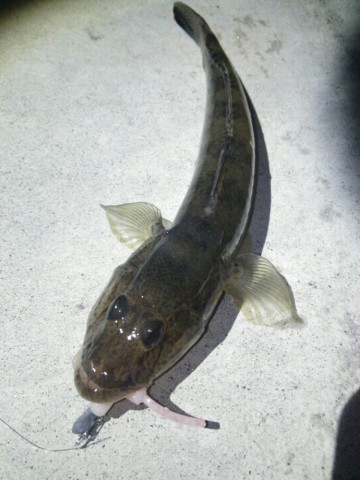 ynx4jvckgr9fedi4pyi5_690_920-5ec619c9.jpg