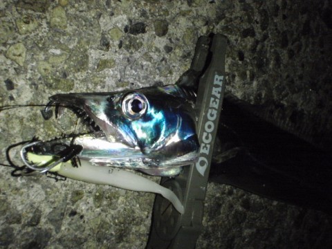 yoa3yo8wa65pm86toa2p_480_480-dee6034d.jpg
