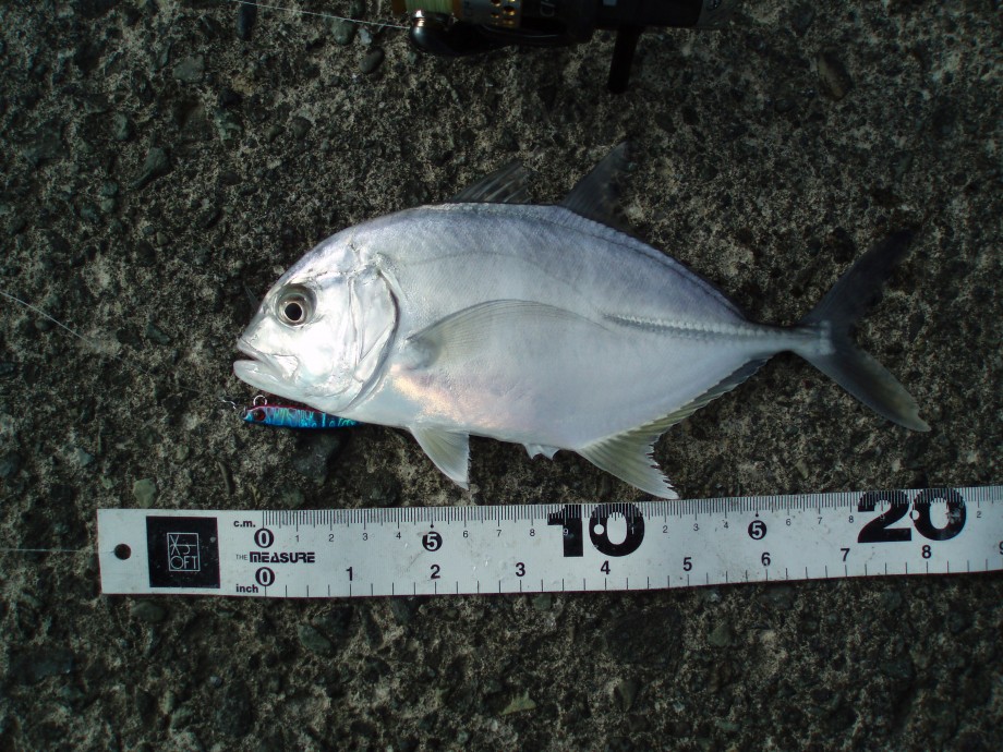 Dr Tjの釣れない日記 釣ったメッキを食ってみた