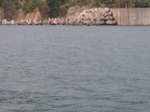 yocjcazggdzz8w224eyc_480_480-ff6999ad.jpg