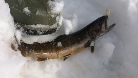 yoehrzkpicksbtxmgaos_480_480-11c8d983.jpg