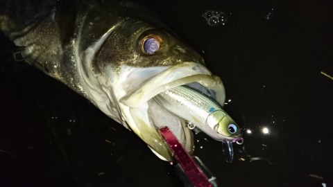 ypx974b8gcosu42vsrzg_480_480-f3075f10.jpg