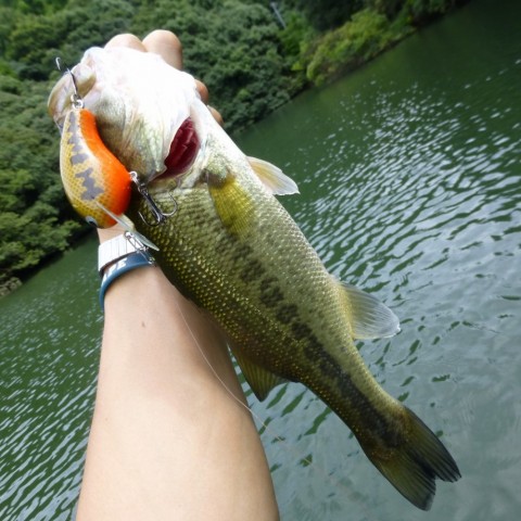 yr7b324g92adbd98dssp_480_480-bfe6f754.jpg
