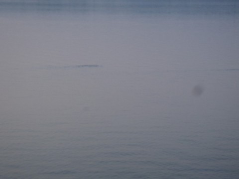 yrcyb4ie99rv7cgu4o7e_480_480-32d4e788.jpg
