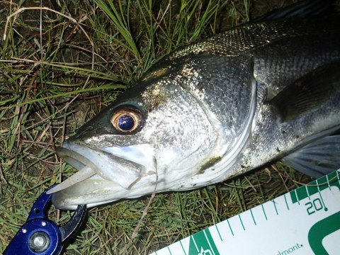 yrs2am898zvg2cvd5jru_480_480-5c853771.jpg