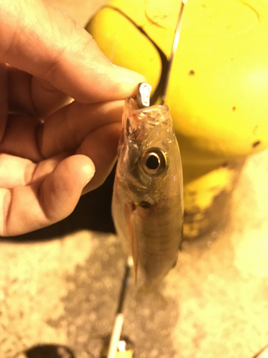 長崎シーバス生活 浦上川