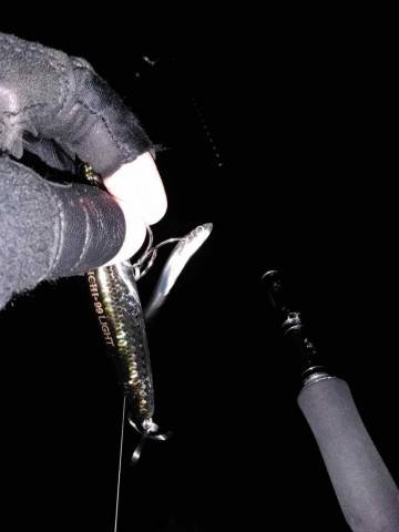 ysyng9zto5n6stkbw9cz_360_480-5b5edc96.jpg