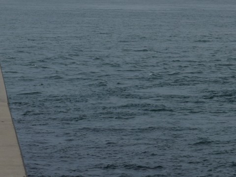 yt9mubmpk4kor4dbc3uj_480_480-5060f37e.jpg