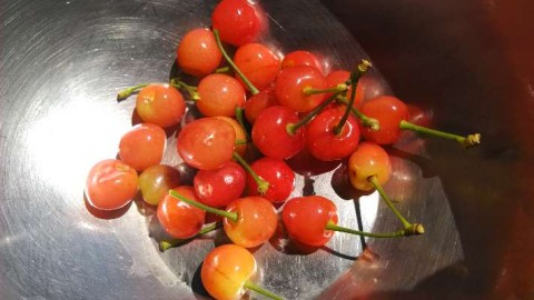 ytxfrud4zy5s9hb3vegk_480_480-d74ce52e.jpg