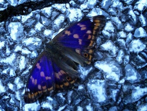 yuaipais88o8y88kdezk_700_526-490c9a7b.jpg