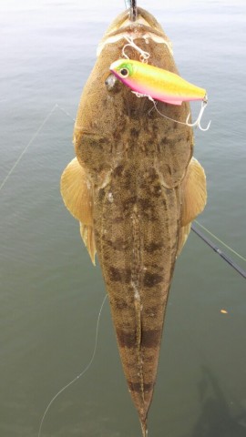 yum5i2njtxeo4sv6b596_518_920-6f3f9ae5.jpg