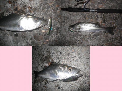 yuw4xeo836bbf8rwkjw9_480_480-c1b06e6c.jpg