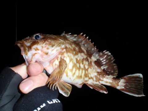 yuwfr8cn5d327yv7owpf_480_480-28b49605.jpg