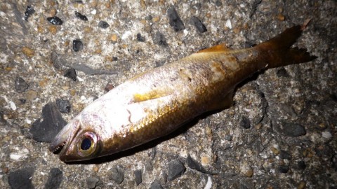 yvf8veuwahizc5e76rf2_920_518-90d02932.jpg