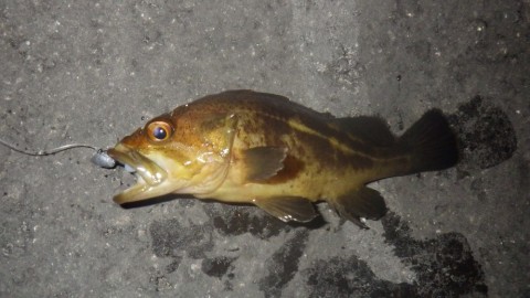 ywbmbojdrxbnkxfsrmnc_480_480-0a12099a.jpg