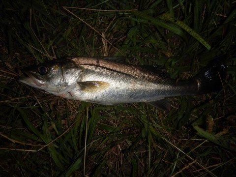 ywcxdddfuwdyazsoi2po_480_480-b213e028.jpg