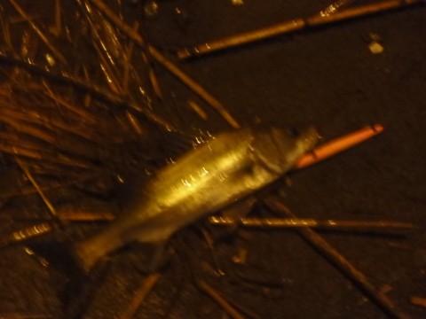 ywezr6omh97kcr3pfy5i_920_690-1162234e.jpg