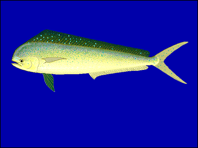 ハネーチンの西湘サーフseabass 釣行記 シイラ毒にやられました