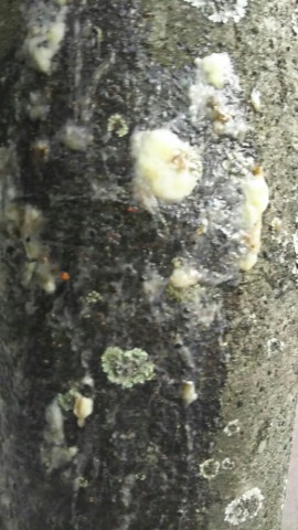 yx7zrvpx5oruv8w5iz29_518_920-c39c4b0a.jpg