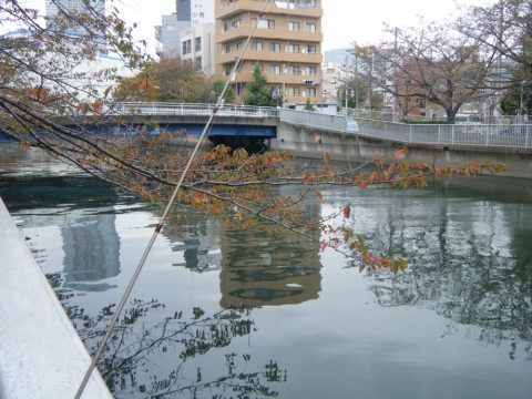 yxazedk9pgezdvsjo3jv_480_480-9360c25e.jpg