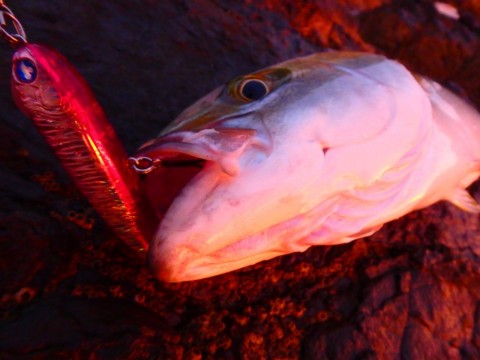 yxdk96o5dv6xxb3idaeo_480_480-61f7abcb.jpg