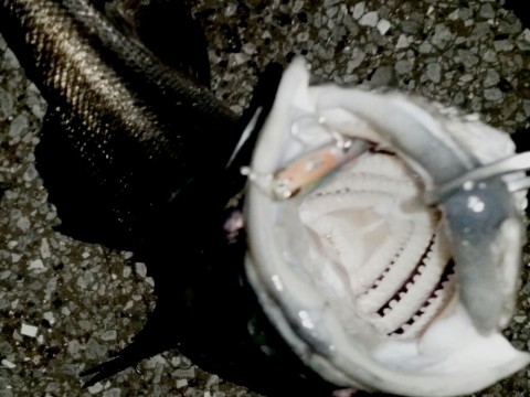 yxsy9o8fjtkf8wbbfu6p_920_690-5f1474a0.jpg