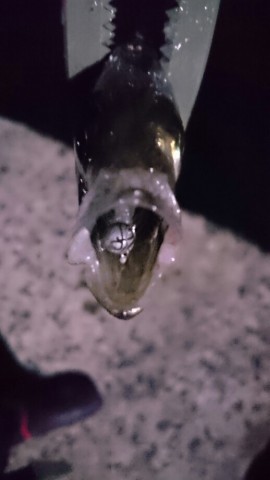 yxwo3m38byibuijrkoe8_518_920-346f528c.jpg