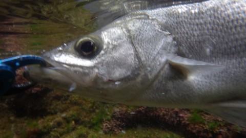 yygxybbwtvbt2p5kgj96_480_480-24155680.jpg