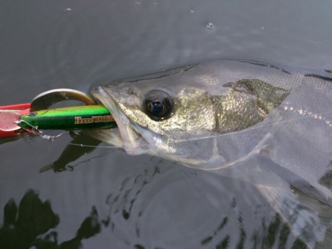 yz6e975rd4cew43ebcd6_480_480-e0c848c9.jpg