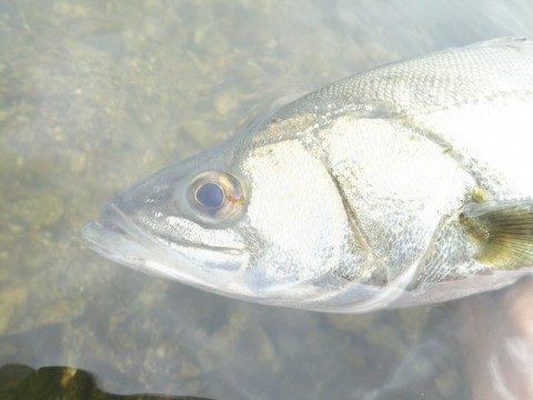 yzsfrx73ppokufnnm2we_480_480-2cd35392.jpg