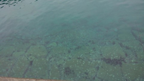 yzvk9gihaubfzariyxbh_480_480-b6ff9e0c.jpg