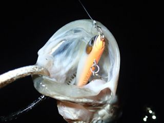 z29xxjtivzo2viy729zc-7f18d8f0.jpg