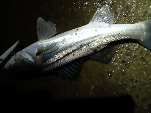 z2a84y2euj7hc7r87r6n-5aac60e9.jpg