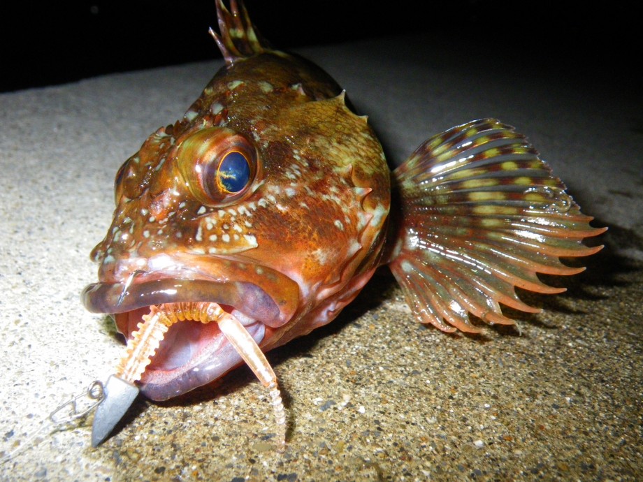 フィッシュハンティング メバルとカサゴで食卓を飾る