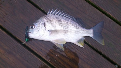 z5dvmbjjtcrmszbnev4d_480_480-1bb59af1.jpg