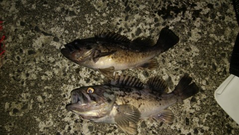 z5gdvsaseffk34cm8xz2_480_480-d6545c6a.jpg