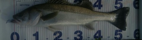 z5hbc2yobo6tunr74ich_920_259-717ff73d.jpg