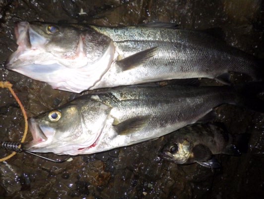 Action 衝撃 新規開拓ポイントのサーフでメバルプラグを襲う初春の三浦半島アフターシーバス